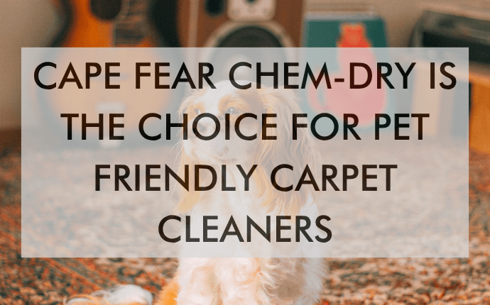 CFCD July 25 Feature (1) Cape Fear Chem-Dry Is the Choice for Pet Friendly Carpet Cleaners